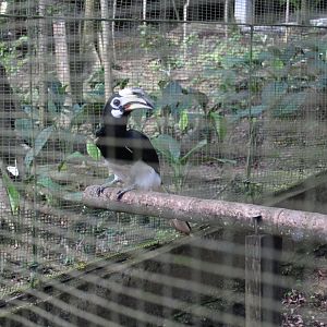 Southern pied hornbill