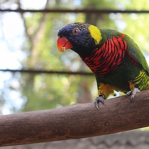 Rainbow lory