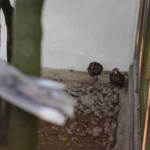 Yellow necked spurfowl