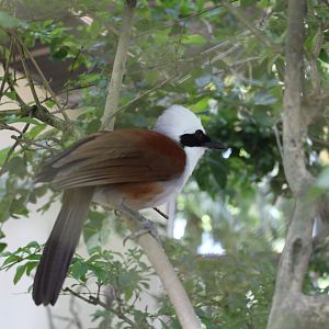 White crested laughingthrush