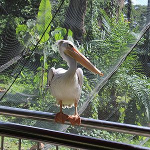 Pink-backed Pelican