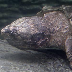Alligator snapper