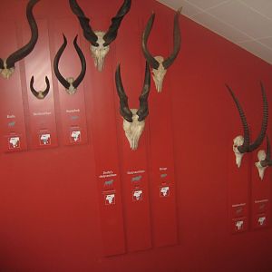 Naturhistorisk Museum Aarhus - Antelope horns