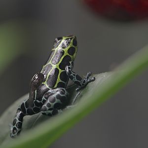 Splashback poison dart frog carrying a tadpole