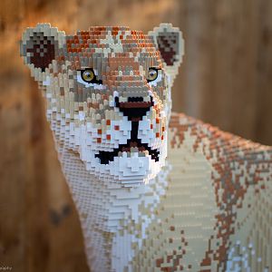 Lego Animals - Lion - 15/02/2019