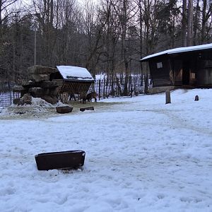 Dagestan Tur paddock