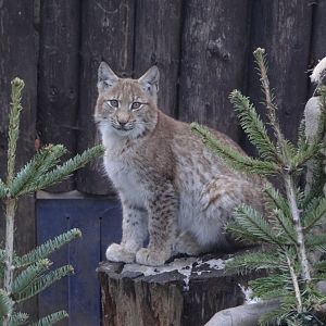 Carpathian Lynx