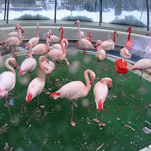 Inside Flamingo house