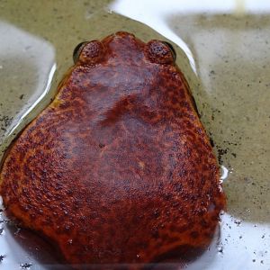 Sambava Tomato Frog