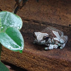 Mission Golden-eyed Tree Frog