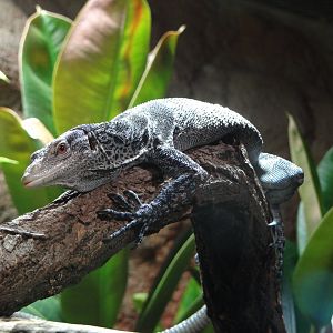 Blue-spotted Tree Monitor