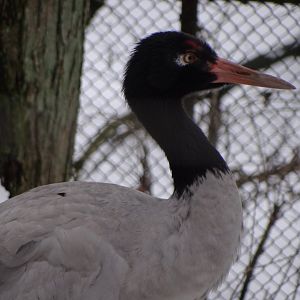 Black-necked Crane