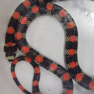 Scolecophis atrocinctus