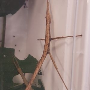 Dimorphodes species "Galela"