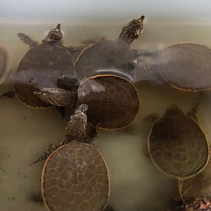 Apalona ferox - juveniles