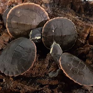 Emydura subblobosa - juveniles