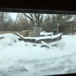 2/14/2019 - Amur Tiger Habitat