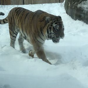 2/14/2019 - Amur Tiger