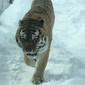 2/14/2019 - Predator of the Frozen Frontier