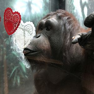 2/14/2019 - Orangutan Enjoying a “Sweet Heart”