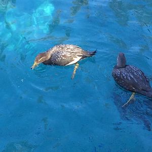 Flying Steamer Ducks