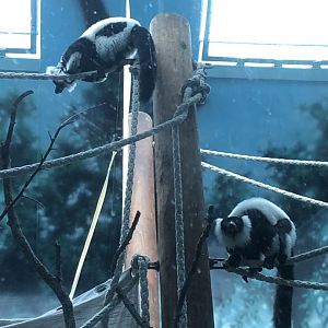 2/14/2019 - Black-and-White Ruffed Lemurs