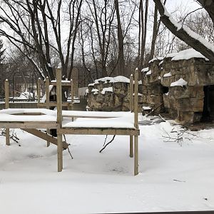 2/14/2019 - North American Porcupine Exhibit