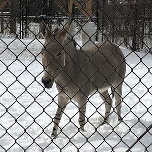 2/14/2019 - Somali Wild Ass