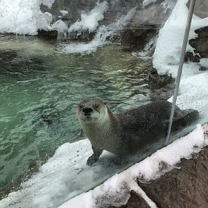 2/14/2019 - River Otter