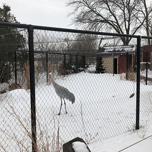 2/14/2019 - Sandhill Crane Exhibit