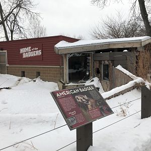 2/14/2019 - American Badger Exhibit