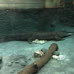 2/14/2019 - American Alligator