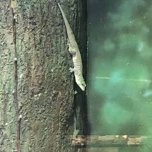 2/14/2019 - Day Gecko