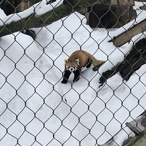2/14/2019 - Red Panda