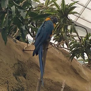 2/14/2019 - Blue-and-Yellow Macaw