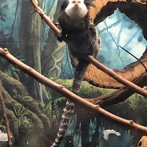 2/14/2019 - Geoffroy’s Marmoset