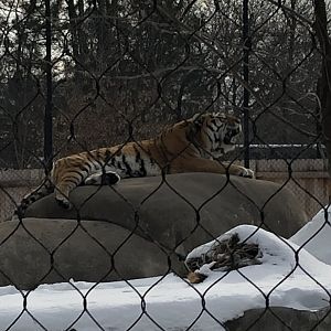 2/14/2019 - Hear Me Roar!