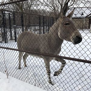 2/14/2019 - Somali Wild Ass