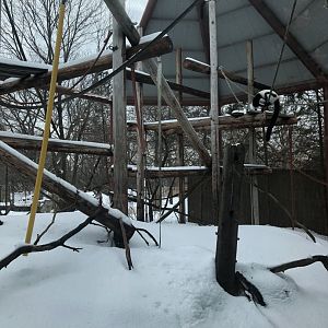 2/14/2019 - Outdoor Lemur Exhibit