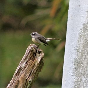 New Caledonian Grey Fantail (Rhipidura albiscapa bulgeri)