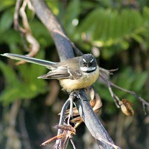 South Island Fantail (Rhipidura fuliginosa fuliginosa)