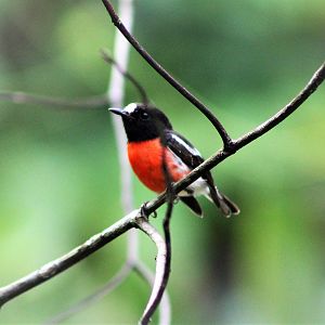 Pacific Robin (Petroica multicolor pusilla)