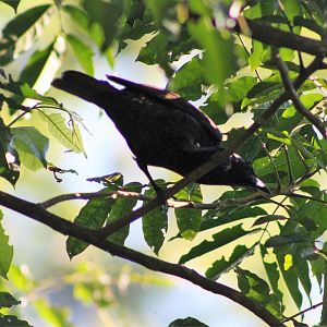 Samoan Starling (Aplonis atrifusca)