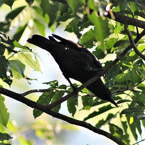 Samoan Starling (Aplonis atrifusca)