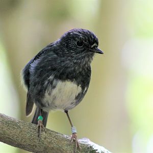 North Island Robin (Petroica australis longipes)