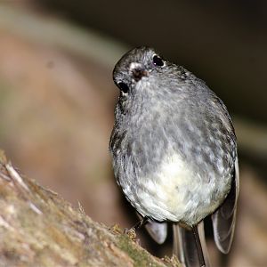 North Island Robin (Petroica australis longipes)