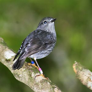 North Island Robin (Petroica australis longipes)