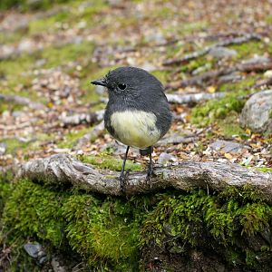 South Island Robin (Petroica australis australis)