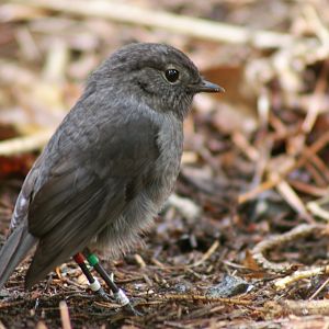 Stewart Island Robin (Petroica australis rakiura)