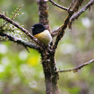South Island Tomtit (Petroica macrocephala macrocephala)